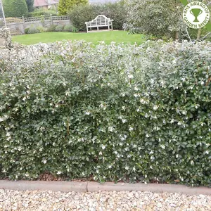 Osmanthus Burkwoodii Garden Shrub - Fragrant White Flowers, Compact Size, Hardy (15-30cm Height Including Pot)