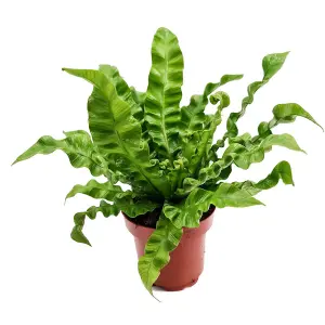 House Plant - Birds Nest Fern - Crispy Wave - 12 cm Pot size - 20-30 cm Tall - Asplenium Nidus - Indoor Plant