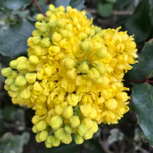 Mahonia Aquifolium 9cm Potted Plant x 2