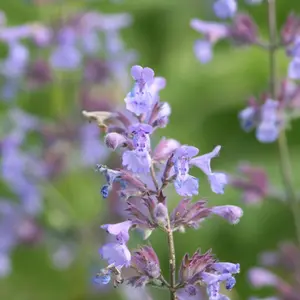 Catmint Perennials Flowering Plants Nepeta x Faassenii 2L Pot