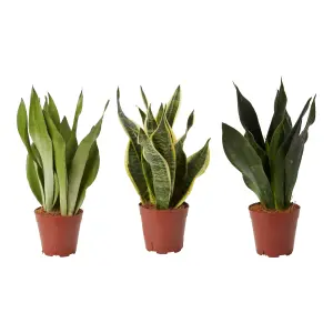 Verve Snake plant in Terracotta Plastic Grow pot 14cm