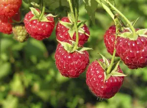 1 x Raspberry Tulameen Bare Root Cane - Grow Your Own Fresh Raspberries