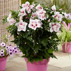 Hibiscus syriacus Starburst Chiffon Standard Tree in 19cm Pot