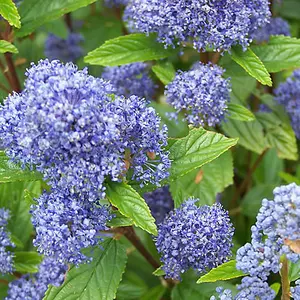 Ceanothus Autumnal Blue - Outdoor Flowering Shrub, Ideal for UK Gardens, Compact Size (15-30cm Height Including Pot)