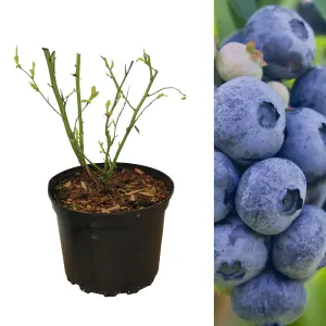 Blueberry Bush 'Patriot' Plant in 1.5L Pot - Heavy Cropping Vaccinium - Tasty Fruit