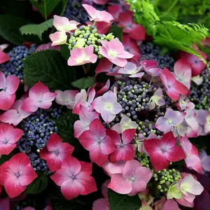 Kardinal Violet Outdoor Shrub Plant Hydrangea Macrophylla 2L Pot