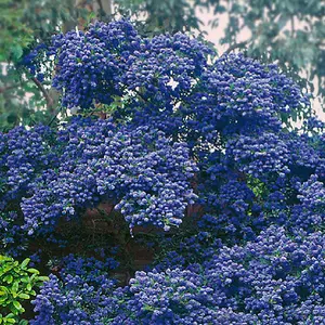 Ceanothus Concha - Outdoor Flowering Shrub, Ideal for UK Gardens, Compact Size (15-30cm Height Including Pot)