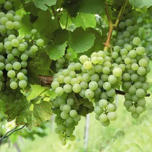 White Grape Vine -  Vitis Grape Plant Phoenix - High Yielding Fruit Plant - Dessert Grape For Juicing or Wine