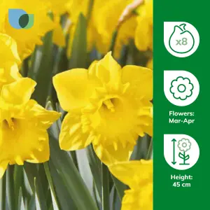 Narcissus Dutch Master 8 Flower bulbs