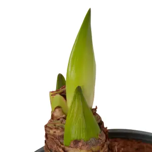 Verve Amaryllis in Assorted Plastic Grow pot 14cm