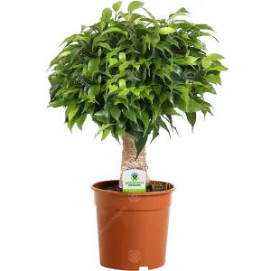 Ficus Light Green with Kinky Stem: Artistic Indoor Plant, Low Maintenance (20-30cm)