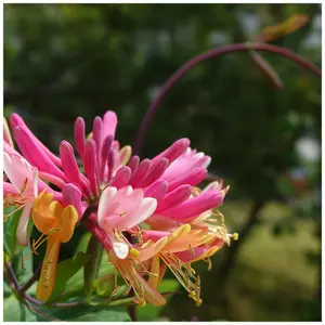 Honeysuckle Lonicera periclymenum 'Serotina' in a 2L Pot