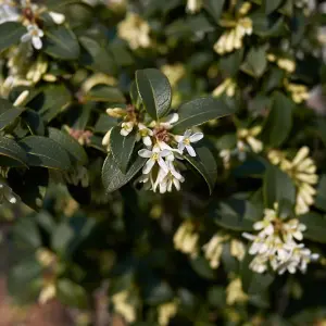 Hedges Direct Osmanthus Burkwoodii 10cm Starter Plants Pack of 18