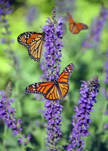 6x Mixed Large Buddleja Butterfly Bush Plant Selection Pack Supplied in 3 Litre Pots