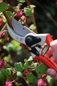 Spear & Jackson 6659BS Razorsharp Professional Heavy Duty Bypass Secateurs