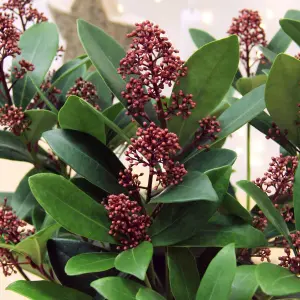 Skimmia Rubella Plant in 2L Pot with Hessian Gift Wrap - Evergreen Outdoor Shrub - Easy to Grow Christmas Gardening Gift