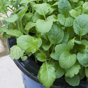 Salad Leaves Stir Fry Mix 1 Seed Packet (500 Seeds)