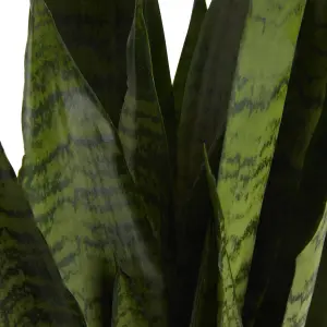 Verve Snake plant in Terracotta Plastic Grow pot 14cm