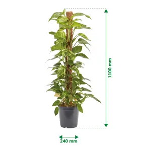 Verve Devil's ivy in Anthracite grey Plastic Grow pot 24cm