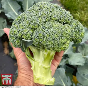 Broccoli Blue Finn F1 1 Seed Packet (20 Seeds)