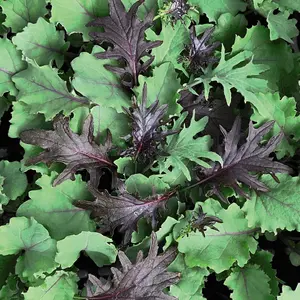 Kale Babyleaf Mix 1 Seed Packet