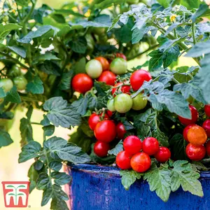 Tomato Veranda Red F1 1 Seed Packet