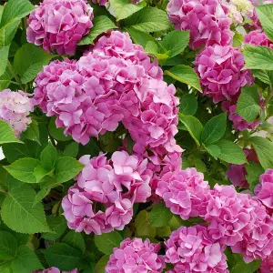 Hydrangea Plant Pink - Large Hydrangea Macrophylla - 50-60cm in Height