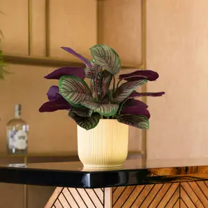 Blooming Artificial - 40cm / 1.25ft Faux Pinstripe Calathea