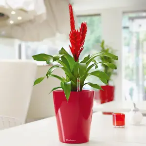 LECHUZA MINI DELTINI Scarlet Red High-Gloss Table Self-watering Planter with Substrate and Water Level Indicator D10 H13 cm, 0.4L