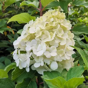 Hydrangea Polar Bear White Garden Shrub - Pure White Blooms (15-30cm Height Including Pot)