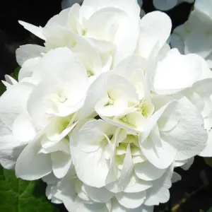 Hydrangea Shakira Garden Shrub - Elegant White Blooms (15-30cm Height Including Pot)