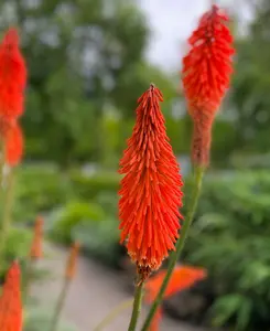 Fiery Kniphofia Collection - Set Of 3 Red- Hot Poker Plants In 1.5l Pots