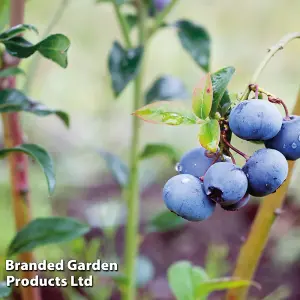 Grow Your Own Fruit  Vaccinium Corymbosum Bluegold 3 Litre Pot 30-40cm x 2