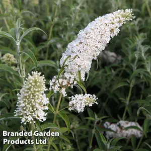 Buddleja Davidii White Profusion 3.6 Litre Potted Plant x 1