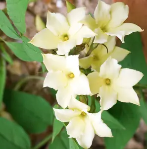 Direct Plants Jasminum Clotted Cream Jasmine Climbing Plant 3-4ft Large Supplied in a 3 Litre Pot