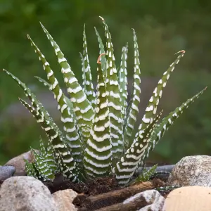 Haworthia Big Band - Indoor Succulent in 11cm Pot, Houseplant for Small Spaces (15-25cm Height Including Pot)