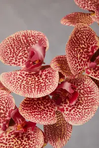 Fiori 100cm Spray Pink Orchid Artificial Plant Foliage