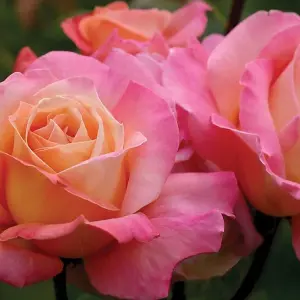 Rose Bush 'Chicago Peace' - Two-Toned Scented Rose Bush in 3 Litre Pot