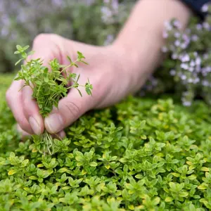 2 x Thyme Herb Plants in 14cm Pots - Varieties inc. Silver Queen & Lemon Thyme