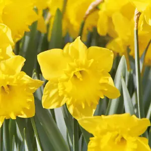 Narcissus Dutch Master 8 Flower bulbs