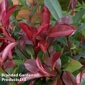 Photinia Fraseri Red Robin 9cm Potted Plant x 6