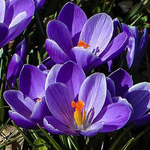 Crocus 'Large flowered Blue' 30 bulbs size 6/7 Spring Bubls for Planting Out Now UK