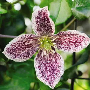 Clematis cirrhosa Freckles 3 Litre Potted Plant x 1