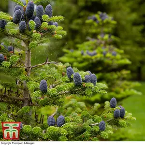 Abies Korean Fir Tree - 1 Bare Root Plant