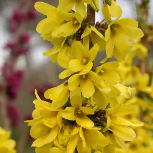 Forsythia Intermedia Mikador 3 Litre Potted Plant x 1