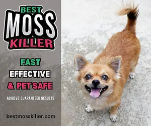 MOSS Killer 5L Concentrate Strongest on the Market