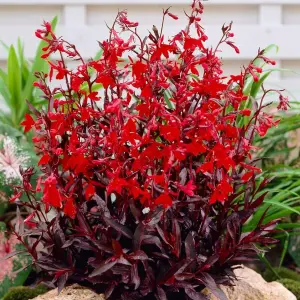 Lobelia 'Queen Victoria' - Pond Plant in 9cm Pot - Marginal Plant