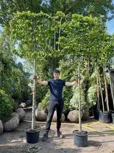 Hornbeam Pleached Tree with Staking Kit - 200cm Stem and 16cm Girth