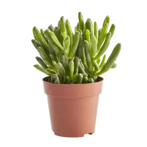 Verve Succulent & Cactus in Terracotta Plastic Grow pot 9cm