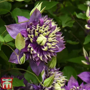 Clematis Taiga 9cm Potted Plant x 1